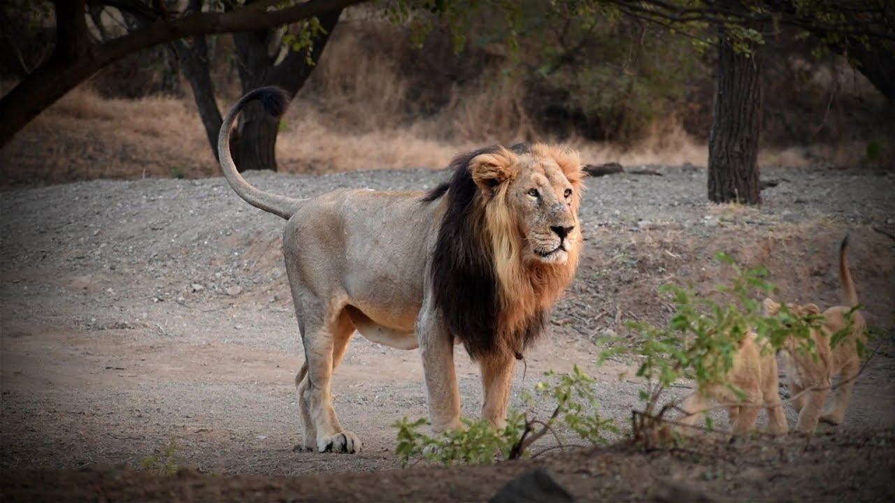 lion safari camp gir booking